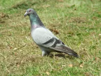 Rotsduif [Columba livia]